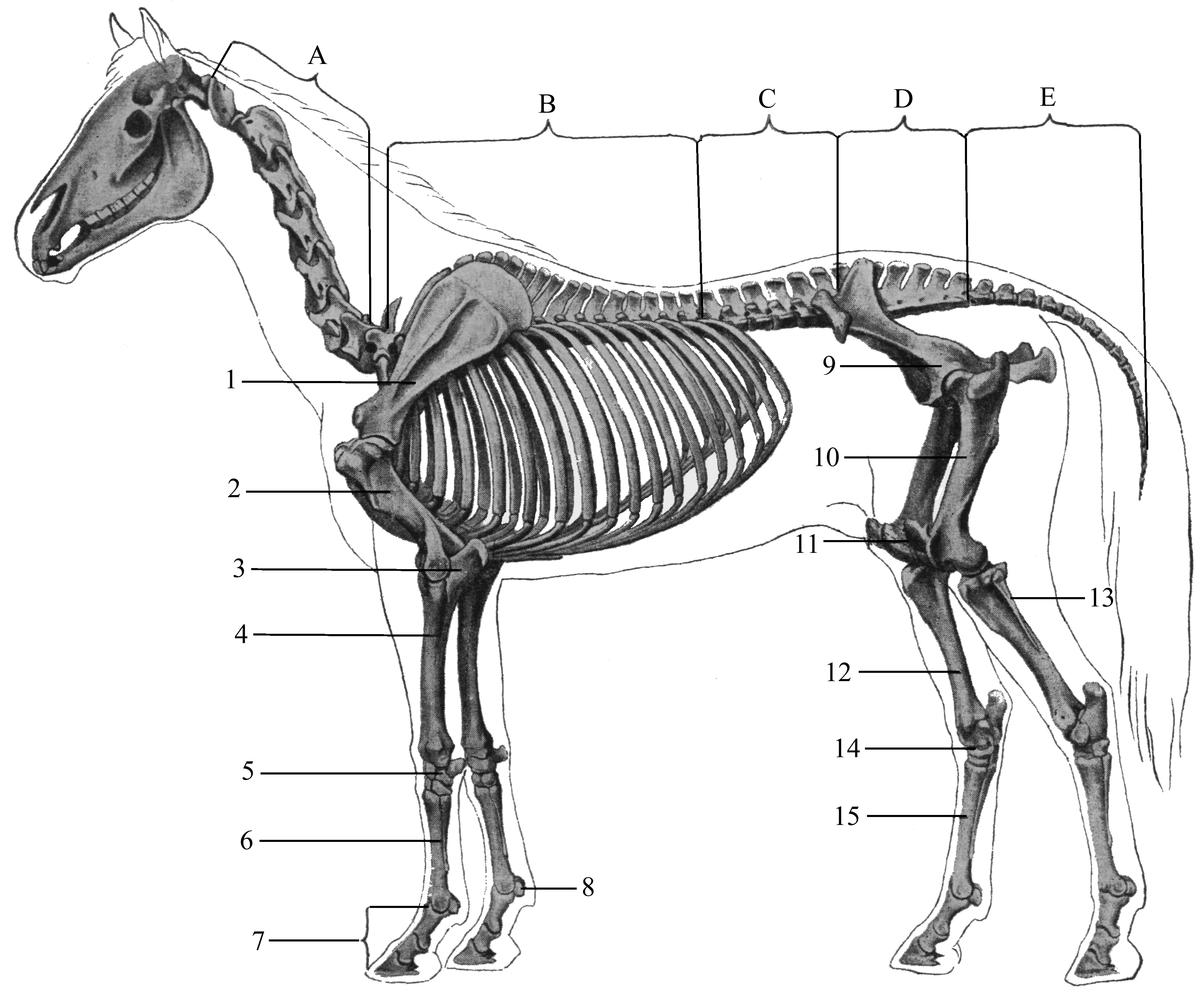 Поясничный отдел животных. Осевой скелет лошади анатомия. Осевой скелет животного. Скелет лошади анатомия. Осевой скелет Позвоночный столб.