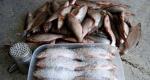 Kako pravilno soliti ribe: več receptov za soljenje, sušenje, mariniranje