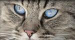 Šta mačke vide, zašto su opasne?