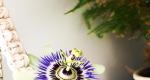 Passiflora: photo, home care, types, growing from seeds
