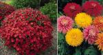 Autumn flower beds: the choice of plants for flower beds Which plants continue to bloom in autumn