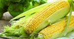 How to store corn on the cob at home