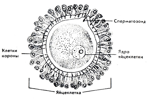 Ядро яйцеклетки. Схема яйцеклетки человека. Яйцеклетка строение рисунок. Строение клетки яйцеклетки. Строение мужской половой клетки на микрофотографии.