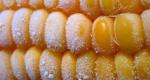 How to store corn on the cob for the winter at home so it doesn't spoil