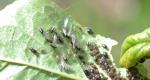 Where does aphids appear on plants