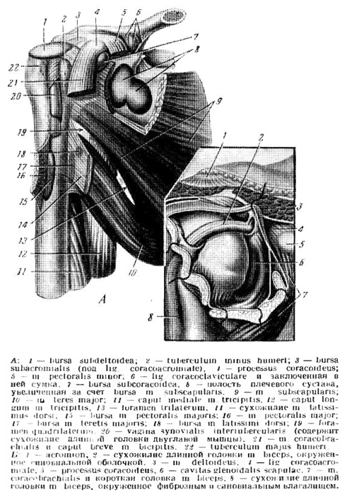 a distalis interfalangeális ízületek artrózisának radiológiai jelei