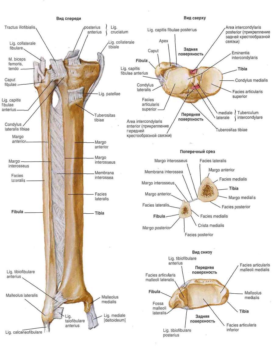 A váll anatómiája: a váll leggyakoribb sérülései és kezelési módjai | a javulás útjai