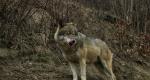 Sarki farkas: A jégpokol túlélési királya