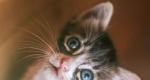 Шлунково-кишкові захворювання у кішок