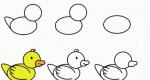 How to draw a duck with a pencil step by step