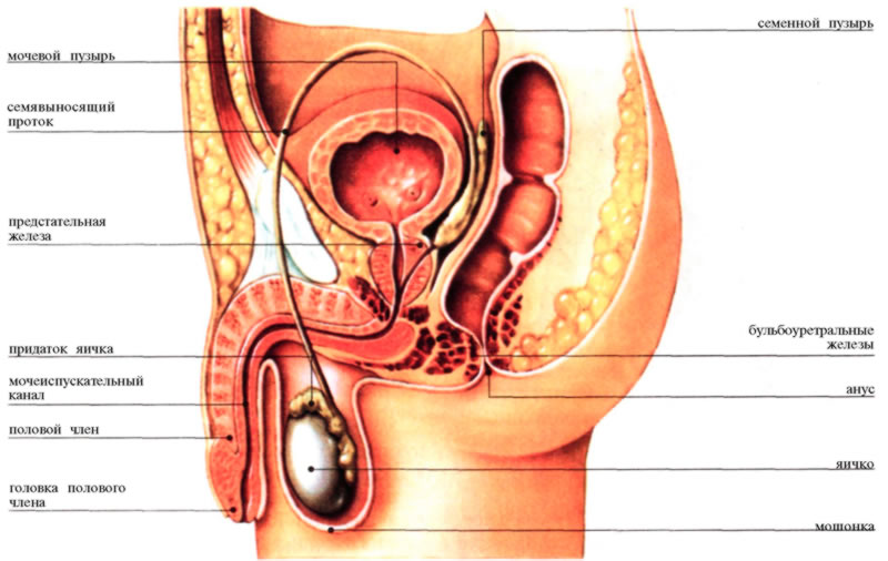 canelura coronară a penisului exerciții pentru erecție la bărbați