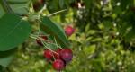 Irga: what does a berry look like and where does it grow, what are its properties and how to grow a crop?
