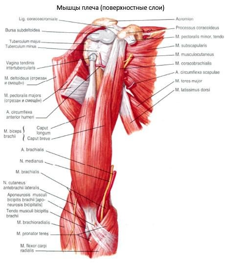 vállízület subacromialis artrózisa