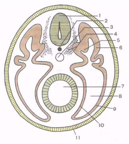 Схема зародыша человека