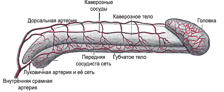 nugaros varpos arterija)