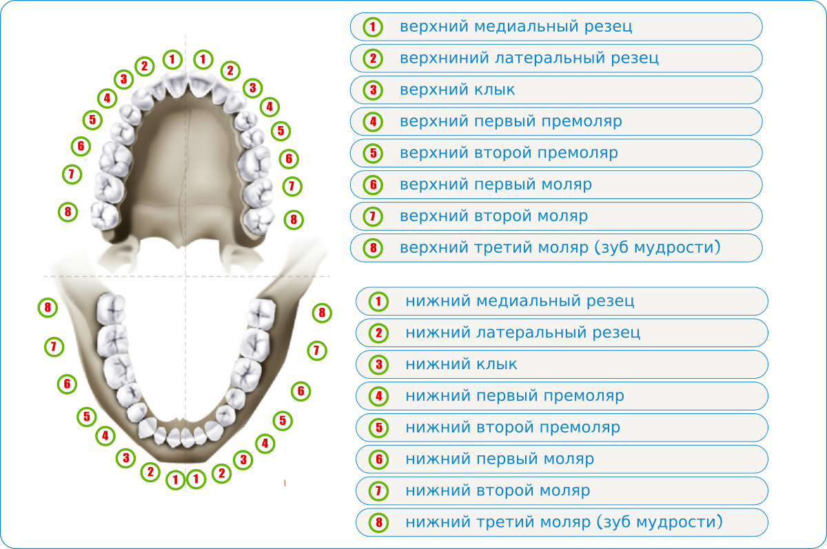 Зуб восьмерка это какой. Зубы у детей схема прорезывания постоянных зубов у детей. Моляры премоляры схема зубов. Резцы клыки премоляры моляры. Схема появления коренных зубов у детей.