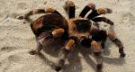 Why does a woman dream of a tarantula according to the dream book? Why does a woman dream of a tarantula spider