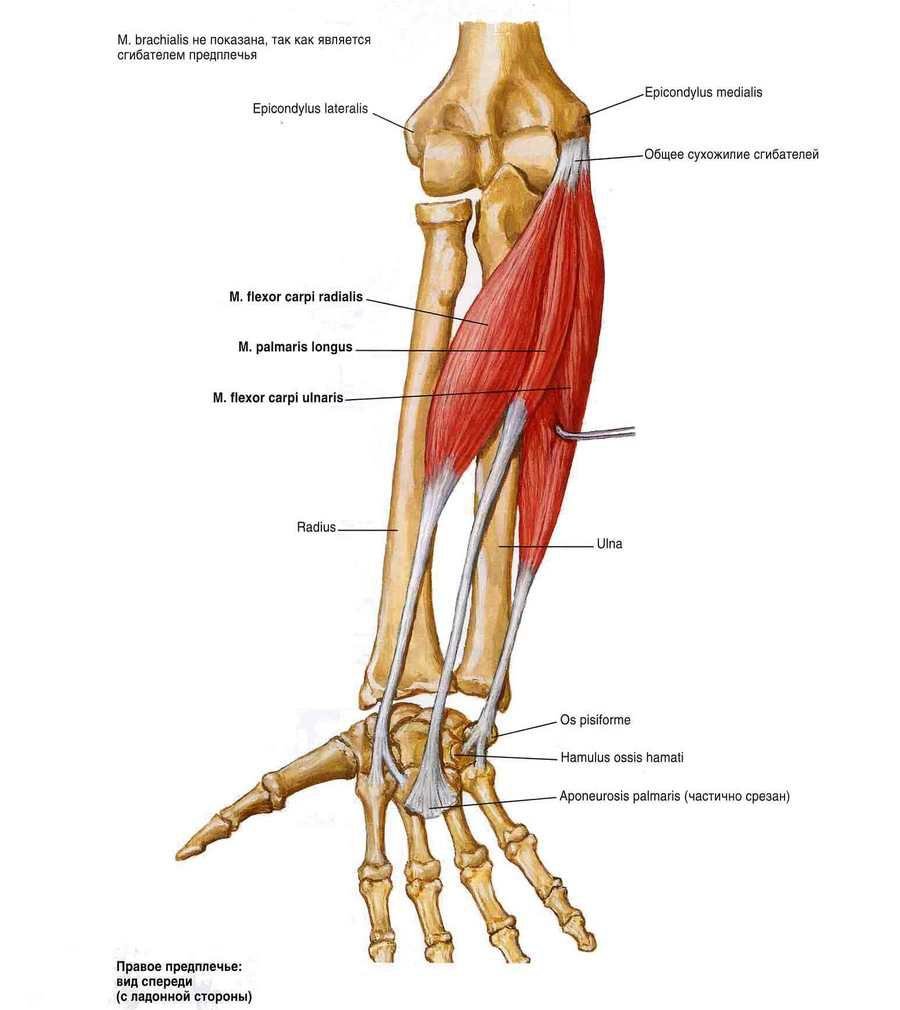a distalis interfalangeális ízületek deformáló artrózisa)