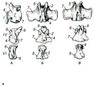 Позвоночник собаки схема позвонков с обозначение