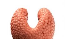 Які функції виконує щитовидна залоза в організмі людини?